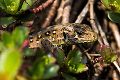 20140423 1467VRMw [D-LIP] Zauneidechse (Lacerta agilis), UWZ, Bad Salzuflen