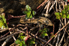 20140423 1466VRMw [D-LIP] Zauneidechse (Lacerta agilis), UWZ, Bad Salzuflen