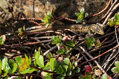 20140423 1465VRMw [D-LIP] Zauneidechse (Lacerta agilis), UWZ, Bad Salzuflen