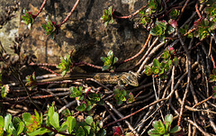 20140423 1464VRMw [D-LIP] Zauneidechse (Lacerta agilis), UWZ, Bad Salzuflen