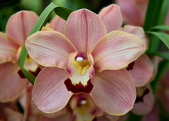 Orchid (d)