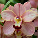 Orchid (d)