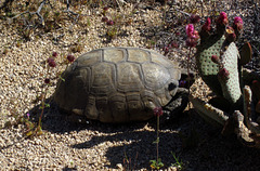 Desert Tortoise (5917)