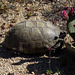 Desert Tortoise (5917)