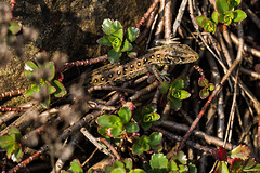 20140423 1463VRMw [D-LIP] Zauneidechse (Lacerta agilis), UWZ, Bad Salzuflen