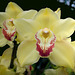 Orchid (c)