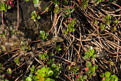 20140423 1462VRMw [D-LIP] Zauneidechse (Lacerta agilis), UWZ, Bad Salzuflen