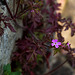 20140423 1460VRMw [D-LIP] Storchsschnabel (Geranium robertianum) [Ruprechtskraut] [Stinkender Storchschnabel], UWZ, Bad Salzufeln