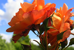 Rose orangée