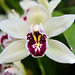 Orchid (b)