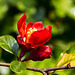 20140423 1454VRMw [D-LIP] Zierquitte (Chaenomeles), UWZ-1454