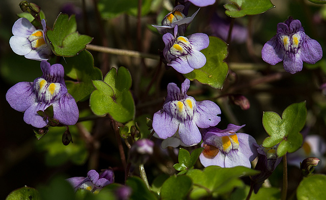 20140423 1450VRMw [D-LIP] Mauer-Zimbelkraut (Cymbalaria muralis),  UWZ, Bad Salzuflen