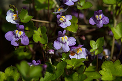 20140423 1449VRMw [D-LIP] Mauer-Zimbelkraut (Cymbalaria muralis),  UWZ, Bad Salzuflen