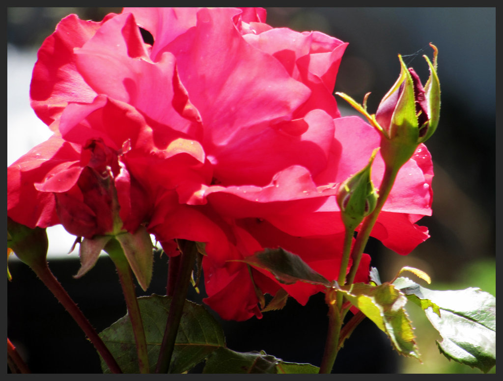 Sun on rose Sun on rose