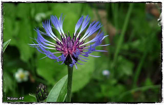 MON JARDIN