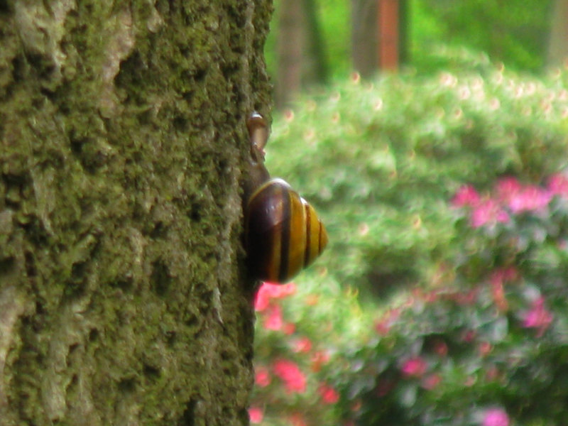 Snail with Flowers