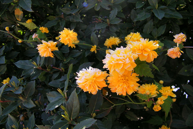 Petits pompons jaunes