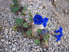 Flowers (5922)