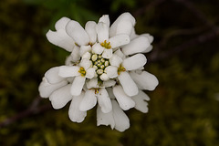 20140423 1435VRMw [D-LIP] Echte Brunnenkresse (Nasturtium officinale), UWZ, Bad Salzuflen