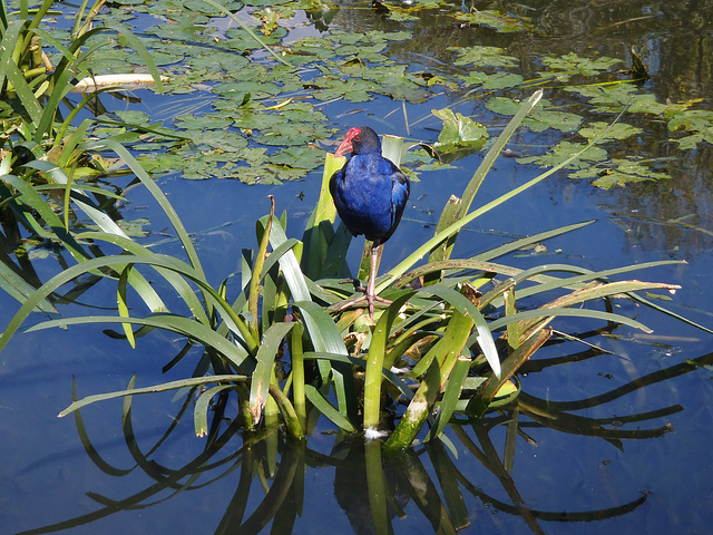 Lake Wendouree