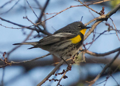 Yellow-Rumped Warbler (Audubon)