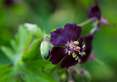 20140423 1430VRMw [D-LIP] Brauner Storchschnabel (Geranium phaeum), UWZ, Bad Salzuflen