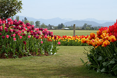 Tulips