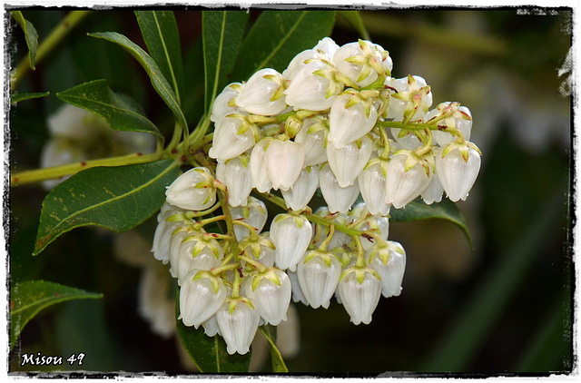 MON JARDIN