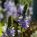 20140423 1429VRMw [D-LIP] Österreichischer Ehrenpreis (Veronica austriaca), UWZ, Bad Salzuflen