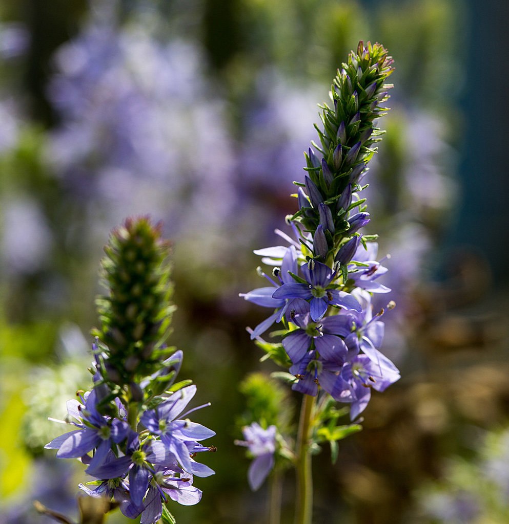 20140423 1429VRMw [D-LIP] Österreichischer Ehrenpreis (Veronica austriaca), UWZ, Bad Salzuflen