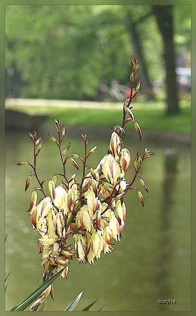 flower