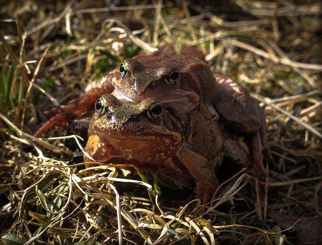 frogs