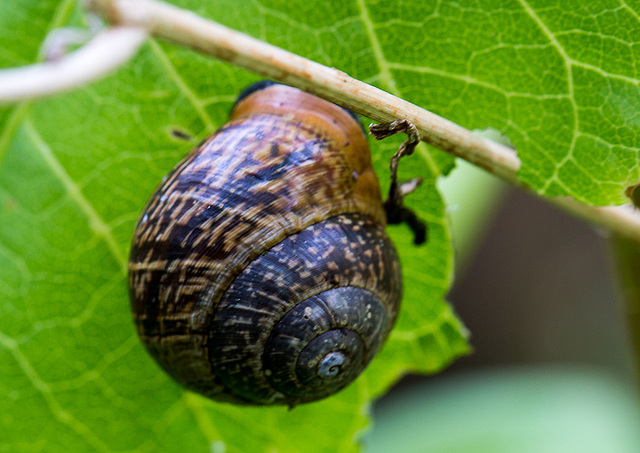 20140423 1417VRMw [D-LIP] Gartenbänderschnecke, UWZ, Bad Salzuflen