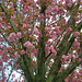 Floraison des cerisiers du japon