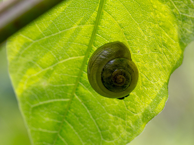 20140423 1410VRMw [D-LIP] Gartenbänderschnecke,  UWZ, Bad Salzuflen