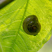 20140423 1410VRMw [D-LIP] Gartenbänderschnecke,  UWZ, Bad Salzuflen