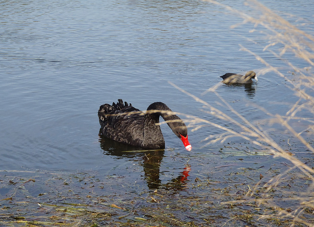 Lake Wendouree