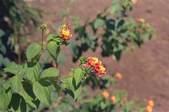 Pleiku Flowers