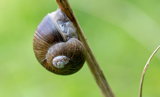 20140423 1409VRMw [D-LIP] Gartenbänderschnecke,  UWZ, Bad Salzuflen