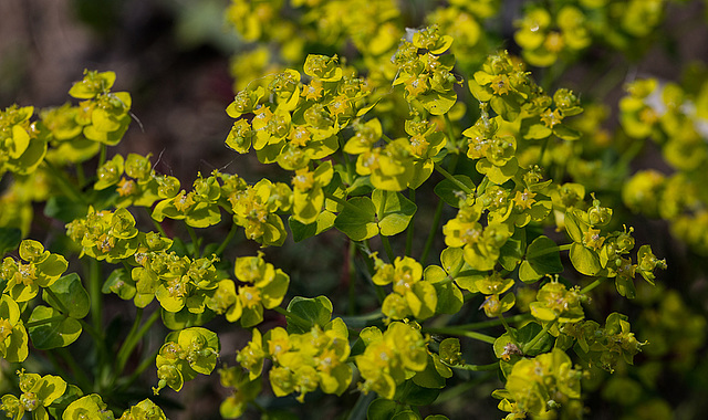 20140423 1408VRMw [D-LIP] Wofsmilch,  UWZ