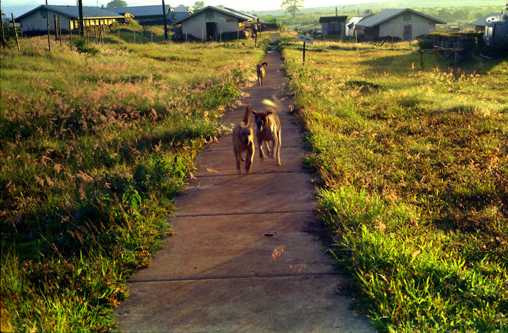 Morning Run