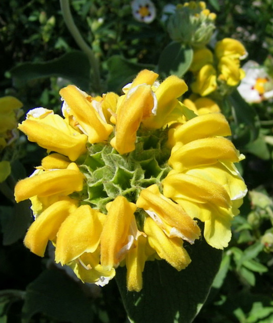 Phlomis Fructicosa ou Sauge de Jérusalem