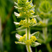 Cruciata laevipes (Crosswort)
