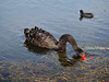 Lake Wendouree