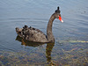 Lake Wendouree