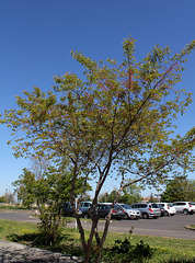 Prunus à identifier  (2)