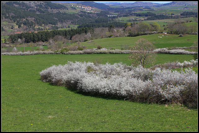 Le temps des Prunelliers