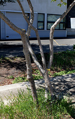 Prunus à identifier  (3)