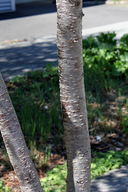 Prunus à identifier  (4)