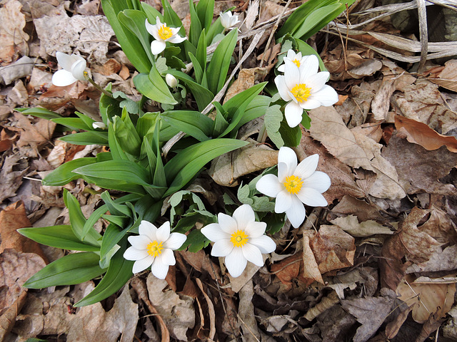 Bloodroot